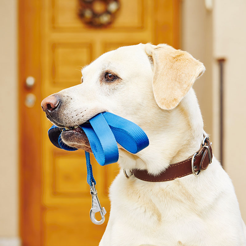 dog holding dog leash